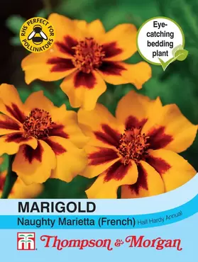 Marigold Naughty Marietta (French)