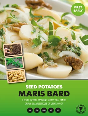 Maris Baird seed Potato