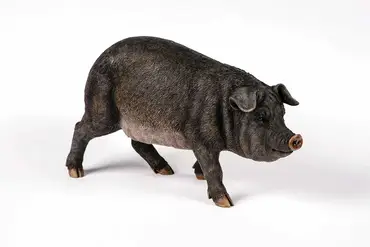 Medium Black Pig