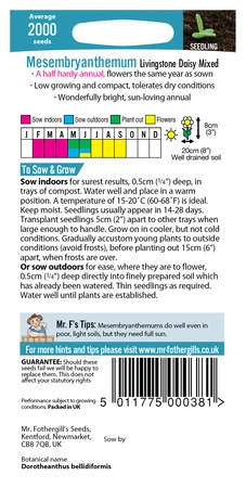 Mesembryanthemum Livingstone Daisy Mixed - image 2