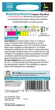 Mesembryanthemum Livingstone Daisy Mixed - image 2