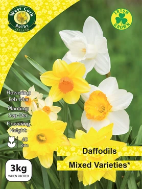 Mixed Daffodils 3kg
