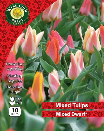 Mixed Dwarf Tulips 25 Bulbs Pack 10/11 - image 1
