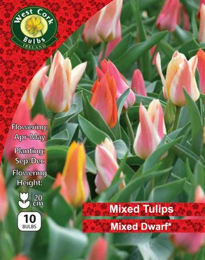 Mixed Dwarf Tulips 25 Bulbs Pack 10/11 - image 1