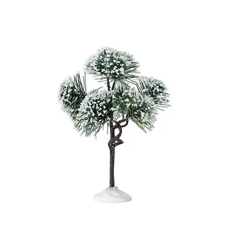Mountain Pine, Medium
