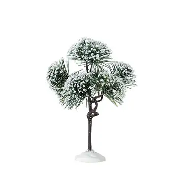 Mountain Pine, Medium