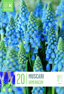 Muscari Armeniacum Bulbs