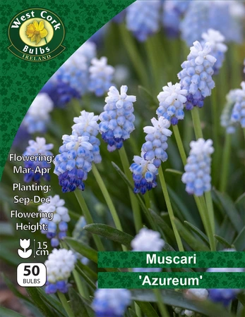 Muscari Azureum 50 Bulbs