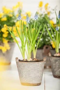 Muscari Blue Moon 8-9 Lp - image 1