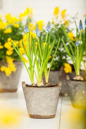 Muscari Blue Moon 8-9 Lp - image 2