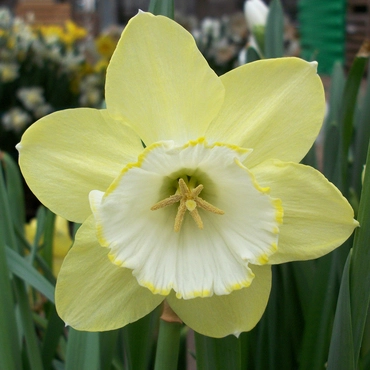 Narcissi Binkie Carri-Pack 1.5kg
