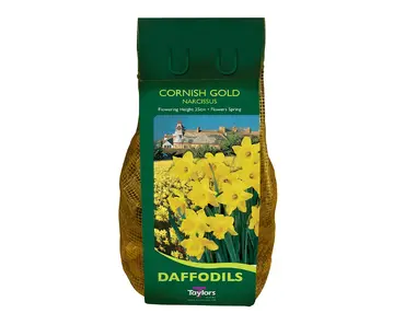 Narcissi Cornish Gold Carri-Pack