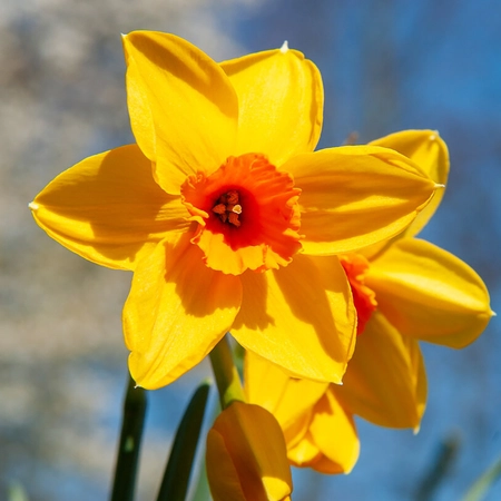 Narcissi Fortune Carri-Pack 1.5kg