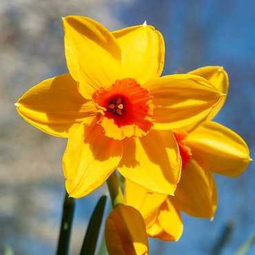Narcissi Fortune Carri-Pack 1.5kg