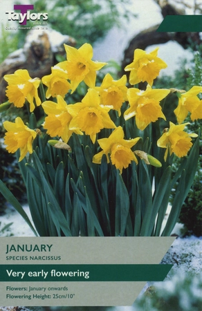 Narcissi January 10-12