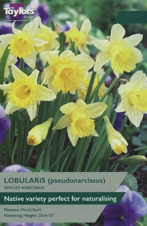 Narcissi Lobularis 6up