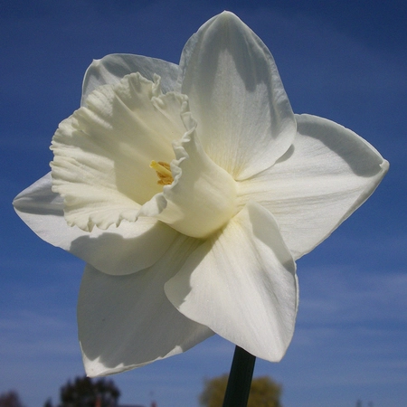 Narcissi Mount Hood 12-14 - image 1