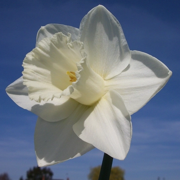Narcissi Mount Hood 12-14 - image 1
