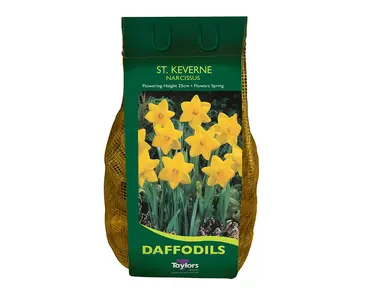 Narcissi St Keverne Carri-Pack
