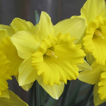 Narcissi Tamara Carri-Pack