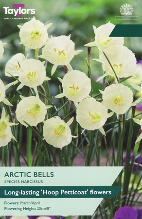 Narcissus Arctic Bells