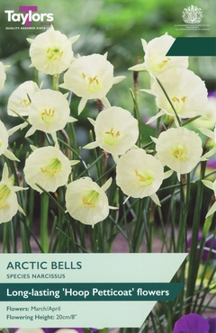 Narcissus Arctic Bells