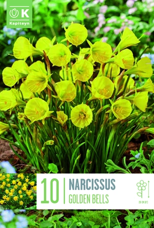 Narcissus Golden Bells X10 6/+
