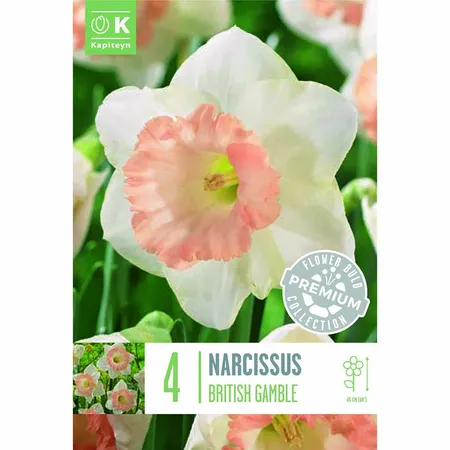 Narcissus - British Gamble