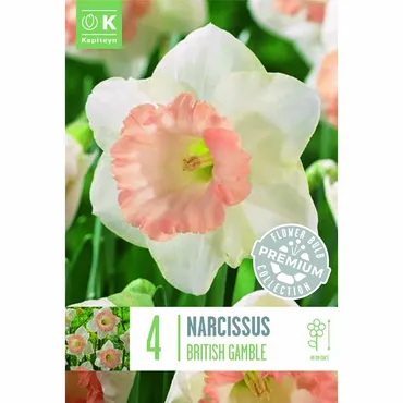 Narcissus - British Gamble