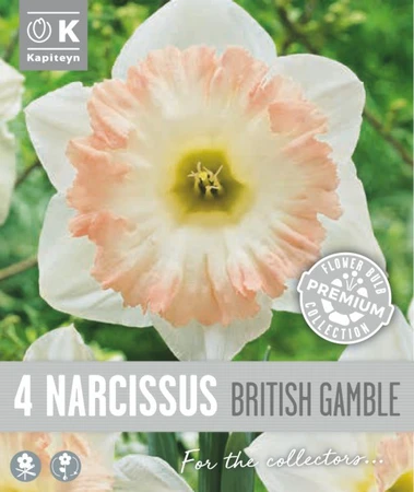 Narcissus - British Gamble