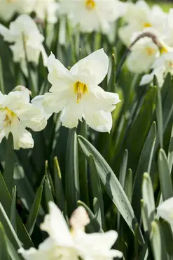 Narcissus - Cassata - image 1
