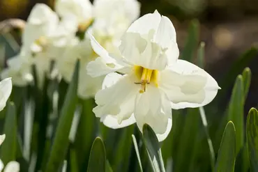 Narcissus - Cassata - image 2