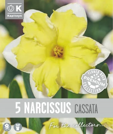 Narcissus - Cassata