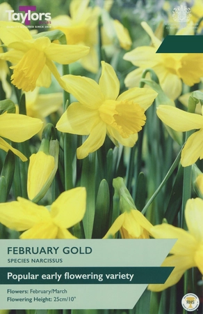 Narcissus February Gold 10-12 P/P