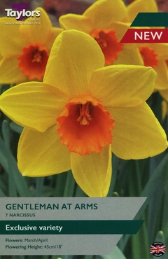 Narcissus Gentleman At Arms 12-14