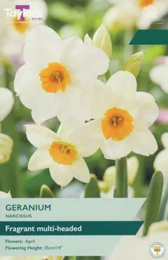 Narcissus Geranium