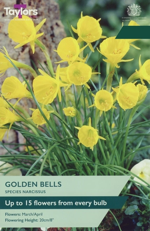 Narcissus Golden Bells 7+ P/P