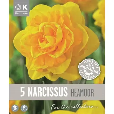Narcissus - Heamoor