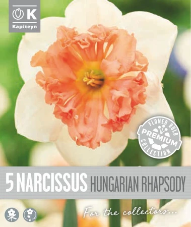 Narcissus - Hungarian Rhapsody