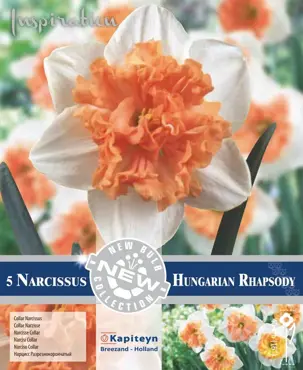 Narcissus - Hungarian Rhapsody