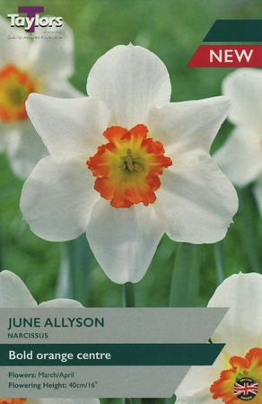 Narcissus June Allyson 12-14