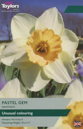 Narcissus Pastel Gem 12-14 P/P
