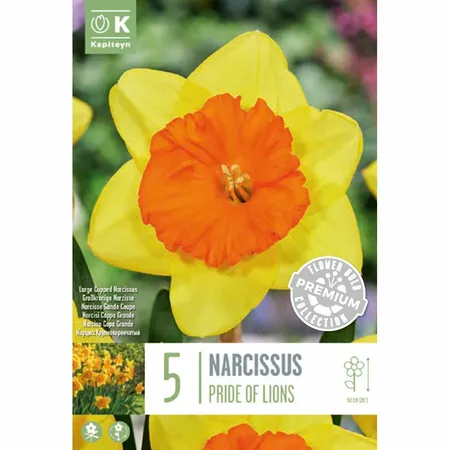 Narcissus - Pride Of Lions