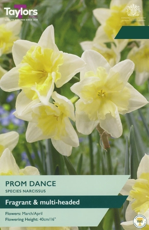 Narcissus Prom Dance 10-12 P/P