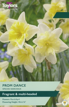 Narcissus Prom Dance 10-12 P/P