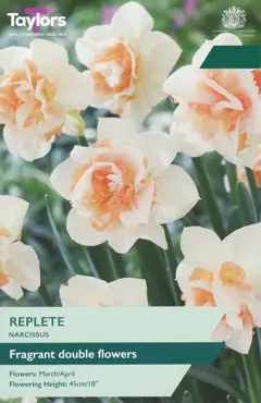 Narcissus Replete 12-14 P/P