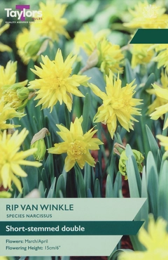 Narcissus Rip Van Winkle