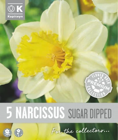Narcissus - Sugar Dipped