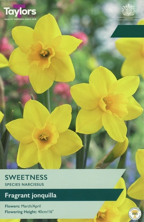 Narcissus Sweetness 10-12 P/P