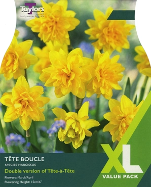 Narcissus Tete Boucle XL